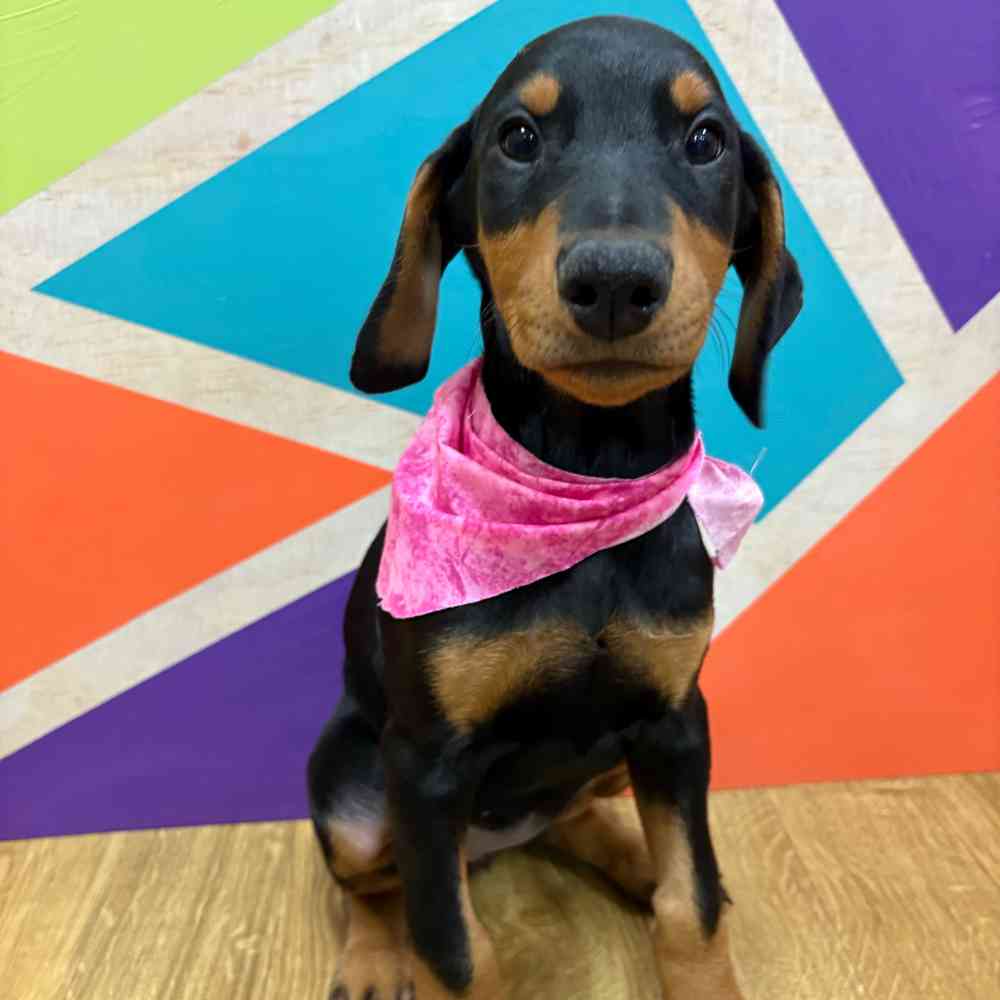 Female Doberman Pinscher puppy named Pearl for sale at Petland Wichita West.