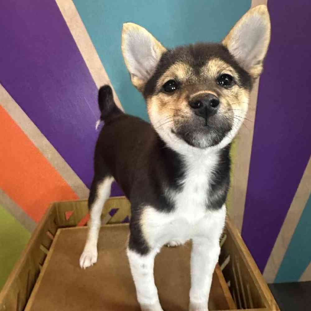 Female Shiba Inu puppy named Gia for sale at Petland Fayetteville.