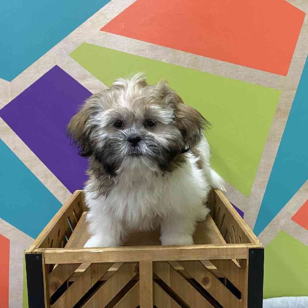 Male Shih Tzu puppy named Hudson for sale at Petland Joplin.