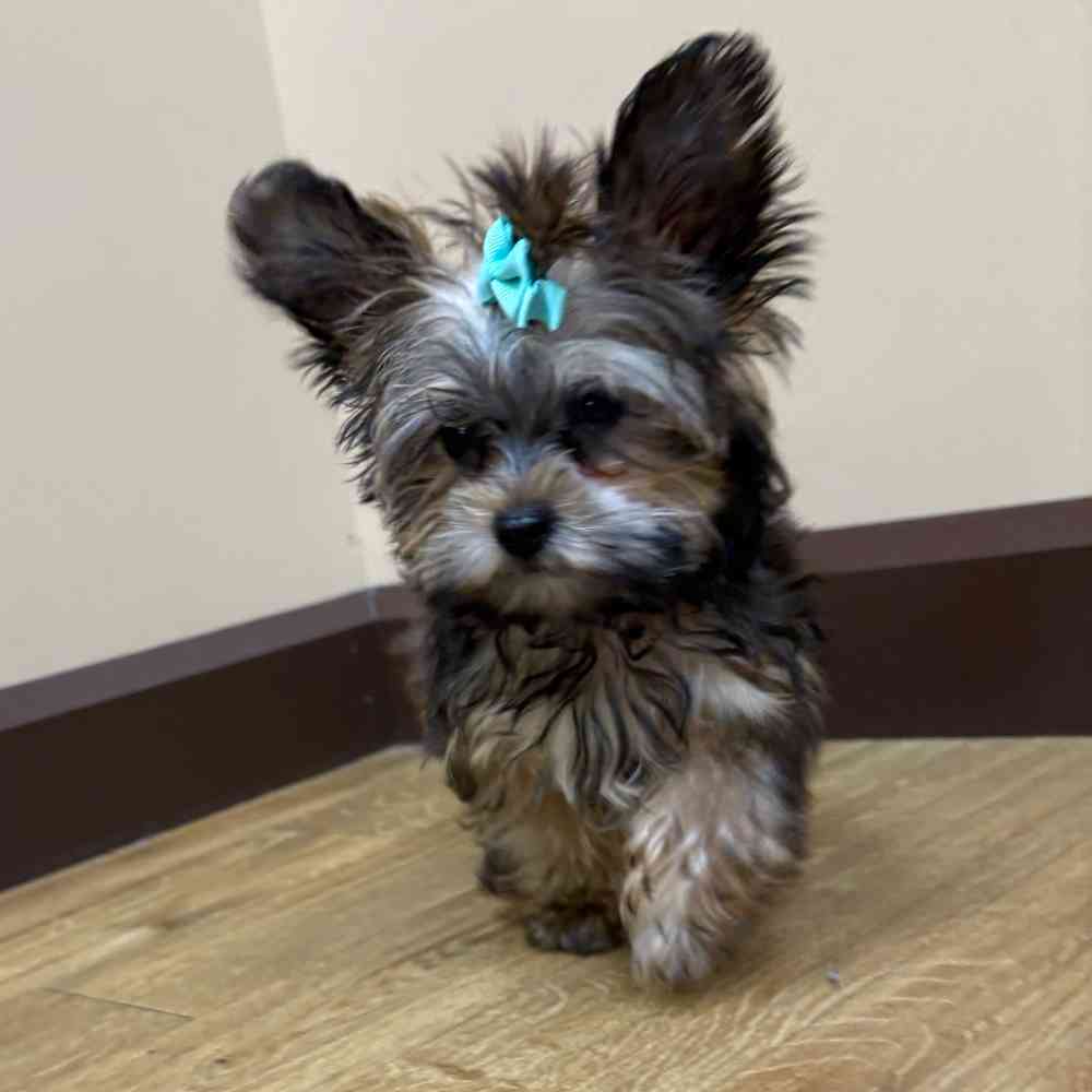 Male Yorkie puppy named Freddie for sale at Petland Wichita West.
