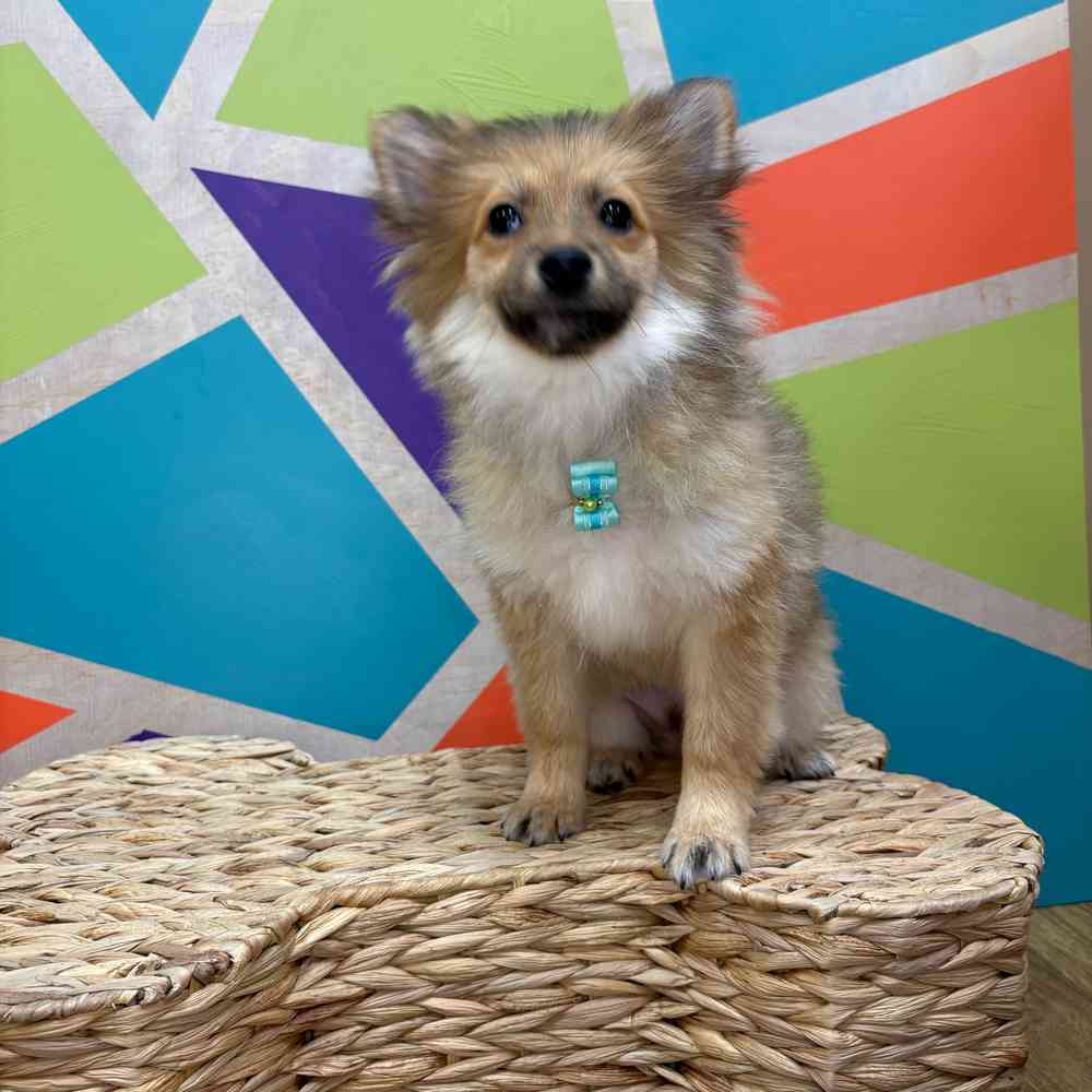 Male Pomeranian puppy named Bear Bear for sale at Petland Wichita West.