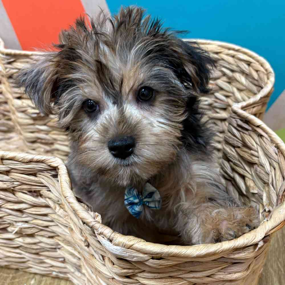 Male Yorkie puppy named Albert for sale at Petland Fayetteville.