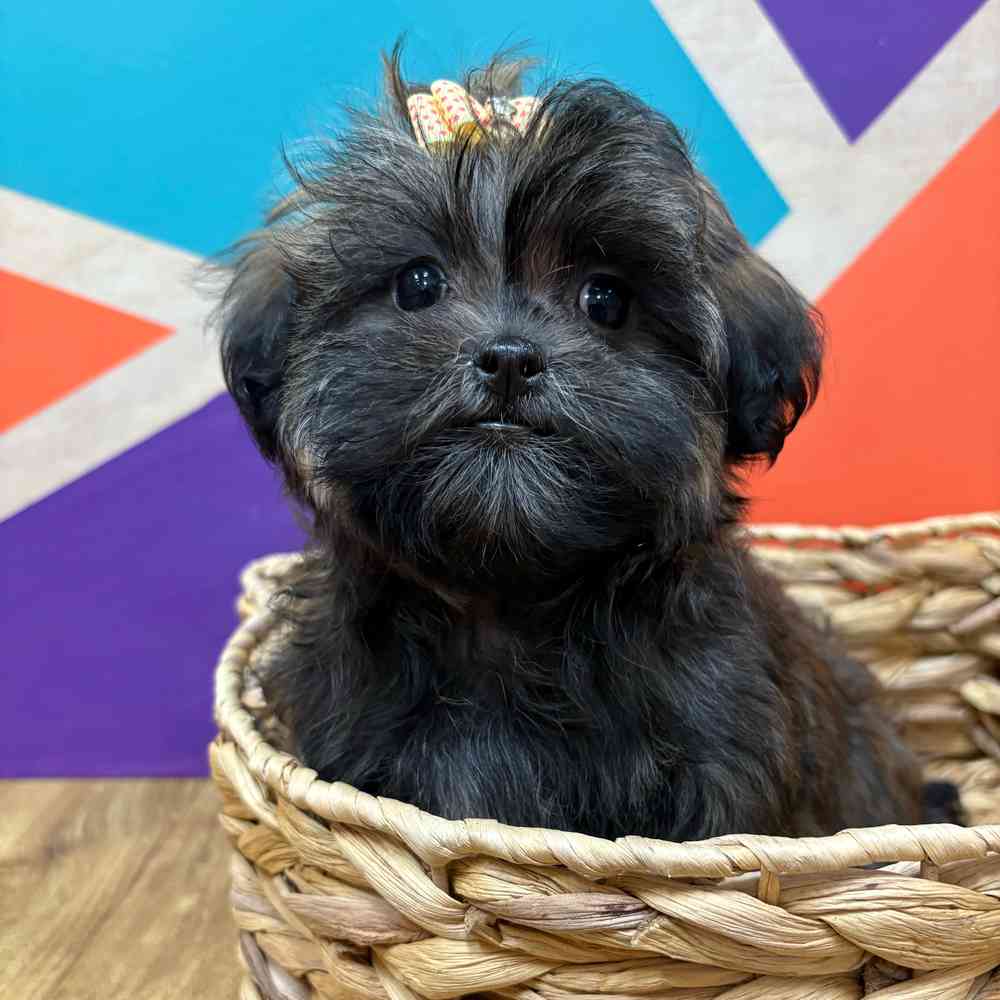 Female Malshi puppy named Bridgette for sale at Petland Wichita West.