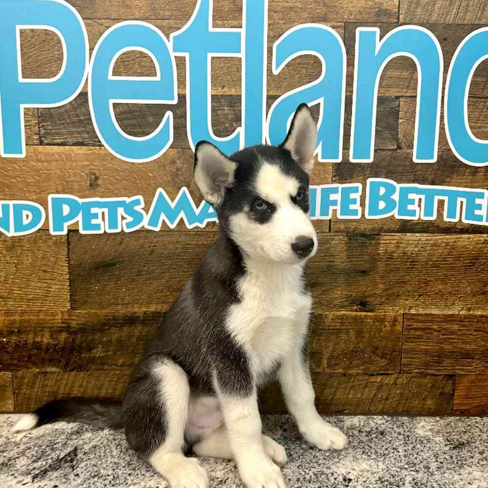 Male Siberian Husky puppy named Wayne for sale at Petland Rogers.