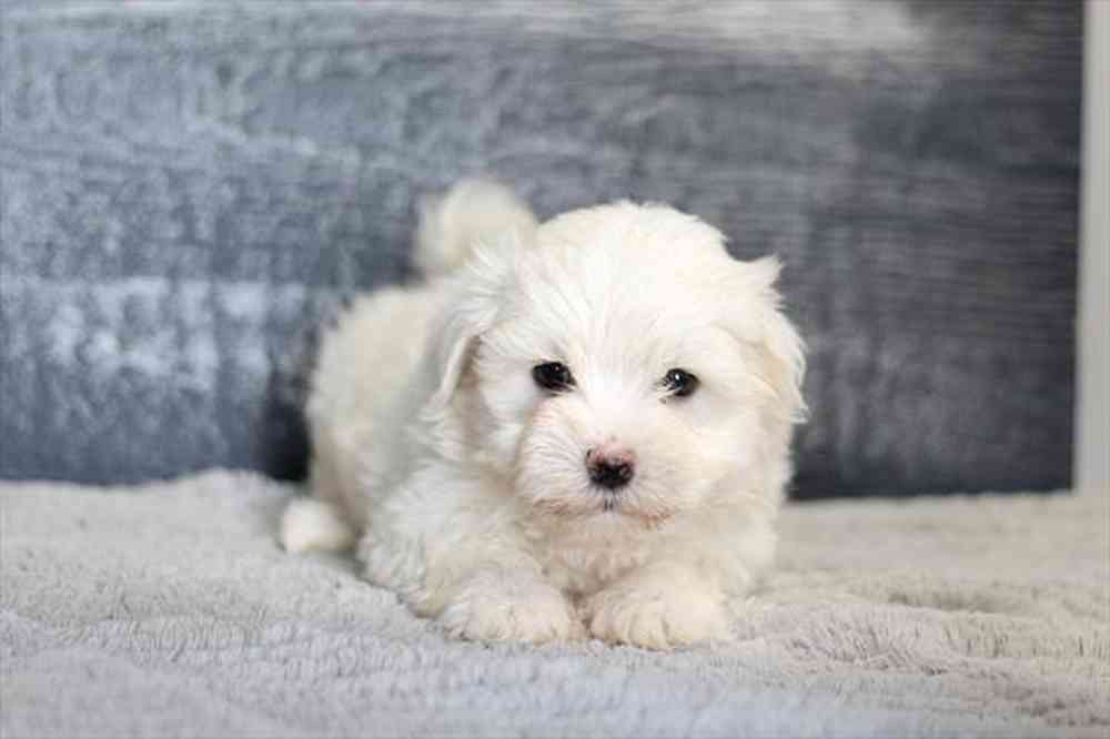 Male Maltese puppy named Davis for sale at Petland Fayetteville.