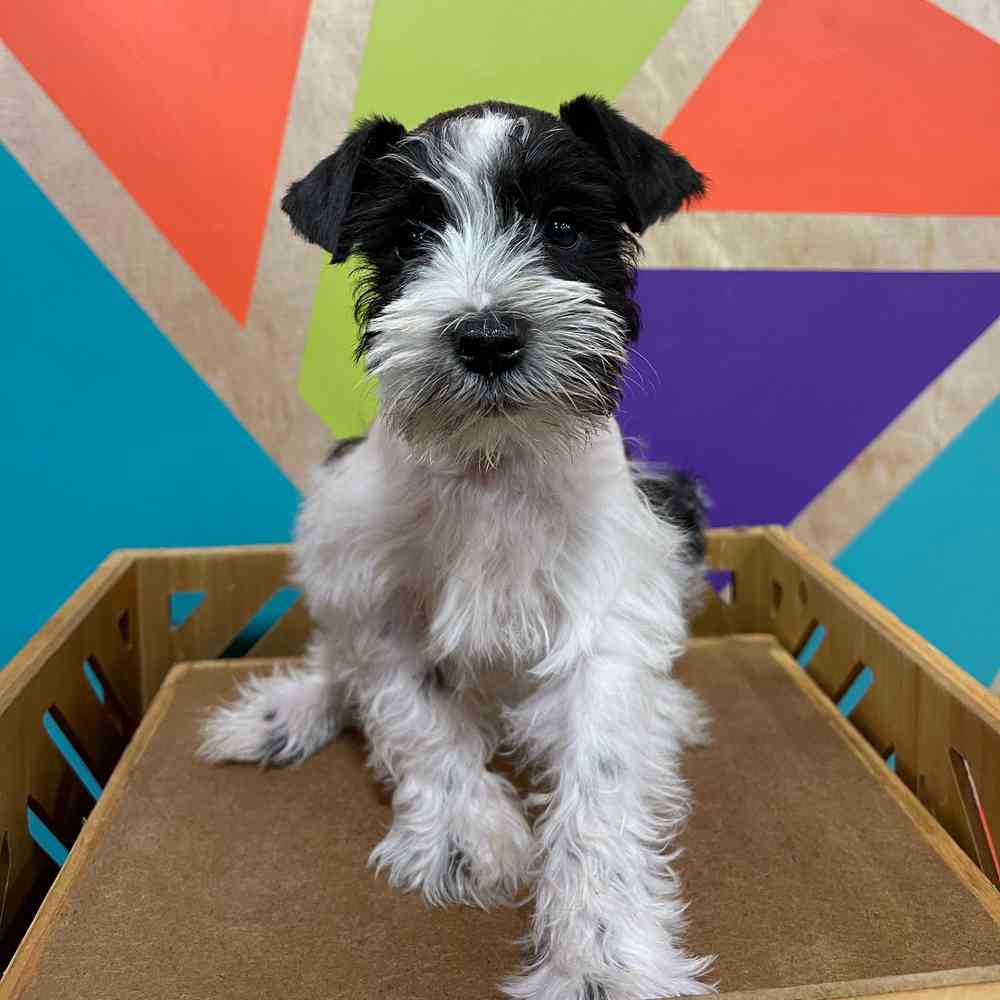 Male Mini Schnauzer puppy named Warren for sale at Petland Joplin.