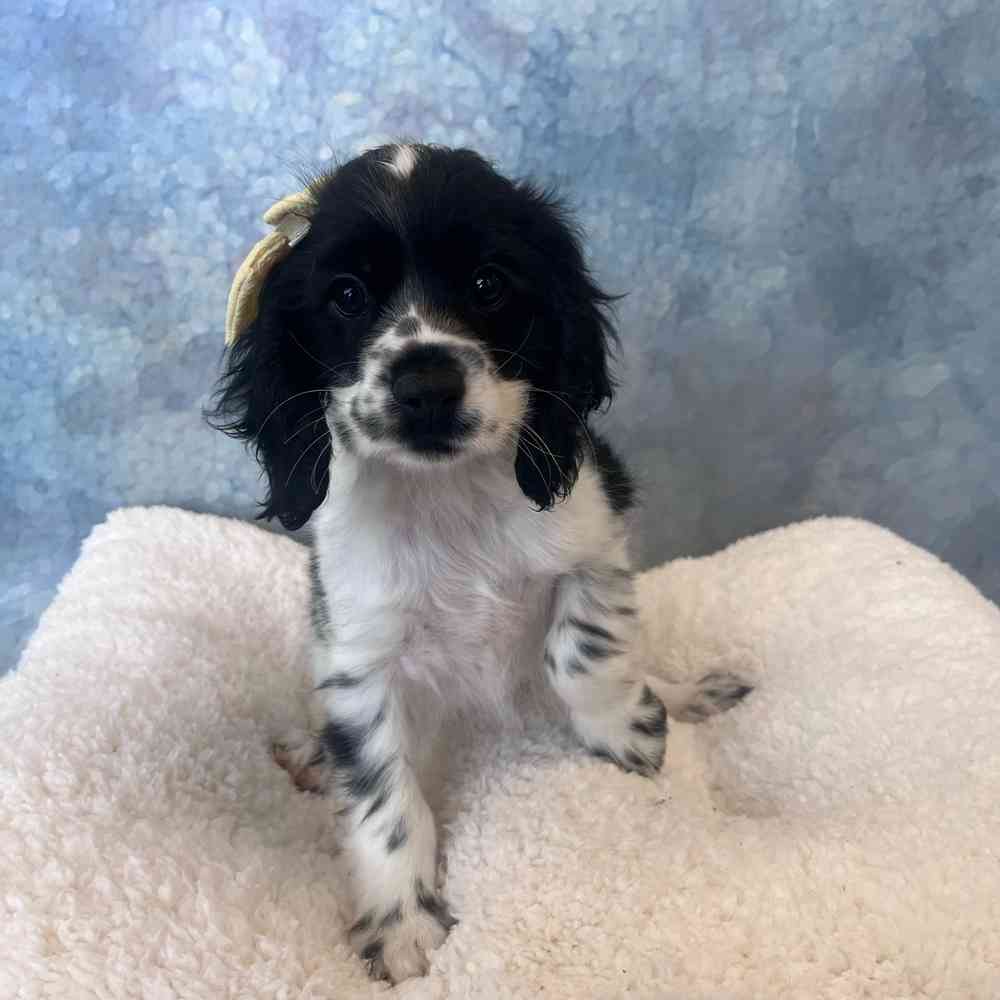 Female Cocker Spaniel puppy named Riley for sale at Petland Wichita West.
