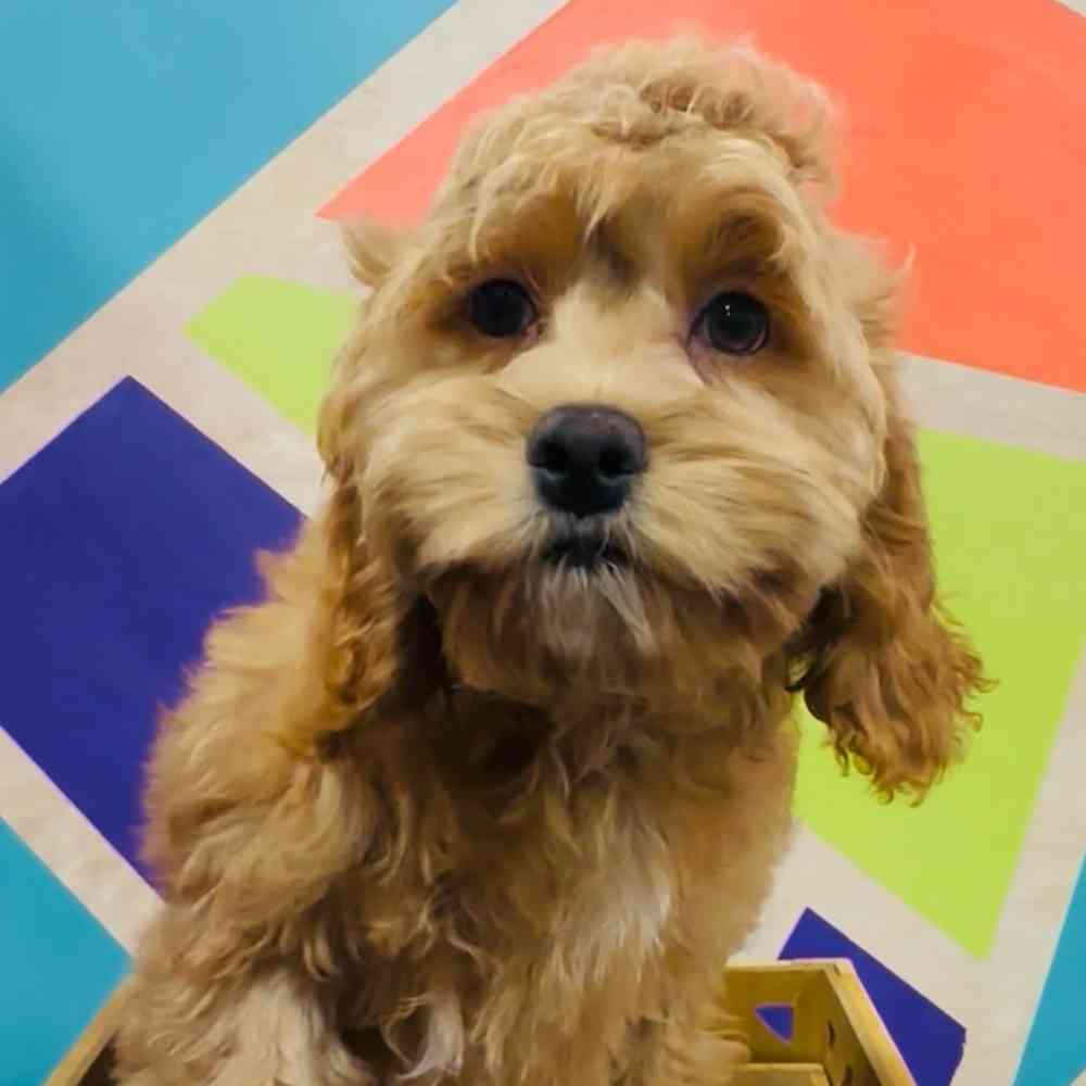 Female Cockapoo puppy named Pumpkin for sale at Petland Joplin.