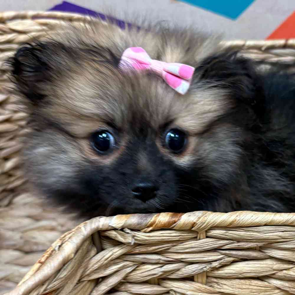 Female Pomeranian puppy named Winter for sale at Petland Wichita West.
