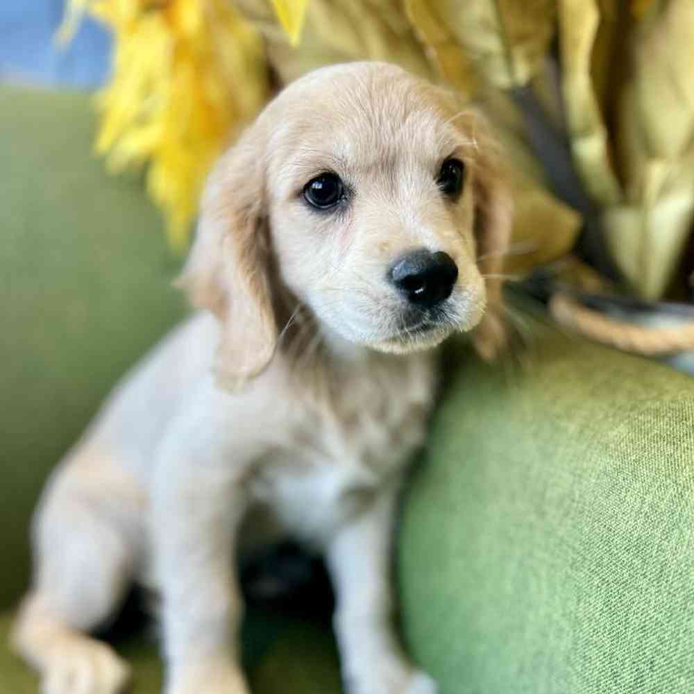 Male Mini Golden Retriever puppy named Timothy for sale at Petland Rogers.