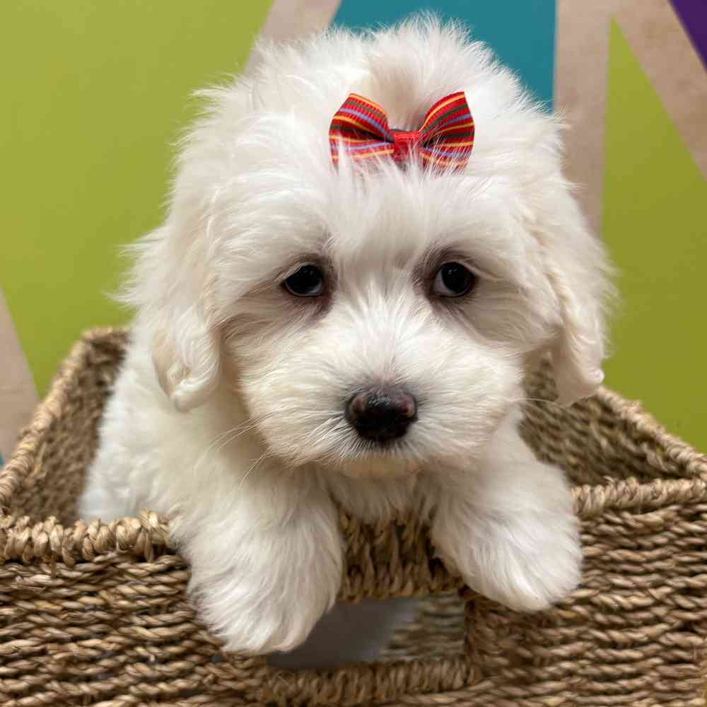Female Cotonmese puppy named Iris for sale at Petland Wichita West.