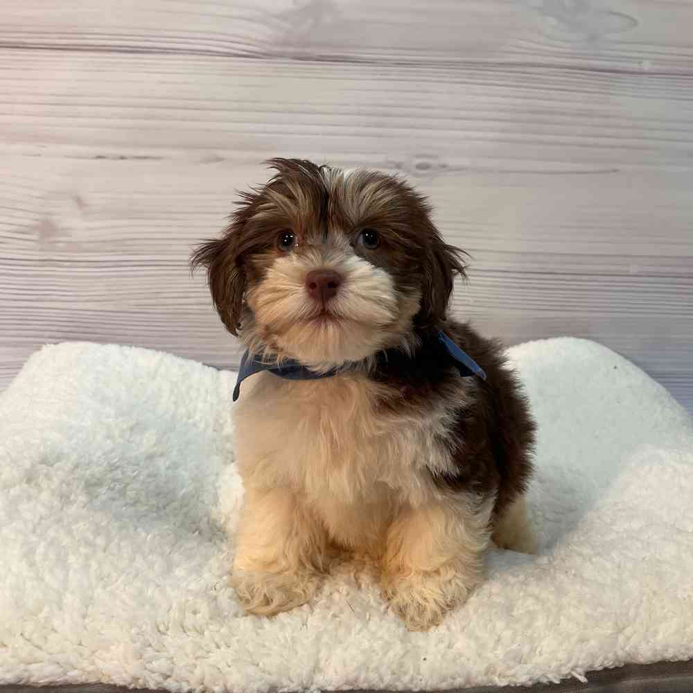 Male Havanese puppy named Baloo for sale at Petland Wichita West.