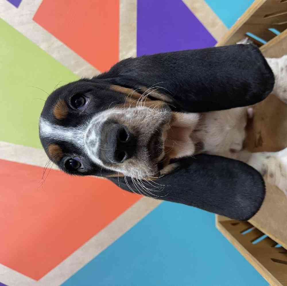 Male Basset Hound puppy named Barry for sale at Petland Rogers.