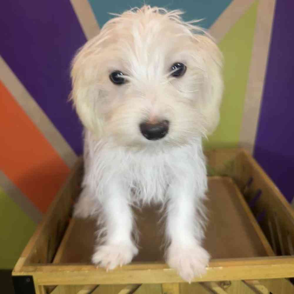 Male Morkie puppy named Winston for sale at Petland Fayetteville.