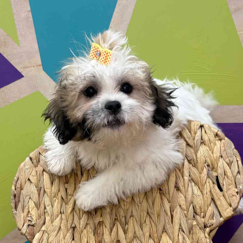 Female Teddy Bear puppy named Tasha for sale at Petland Joplin.