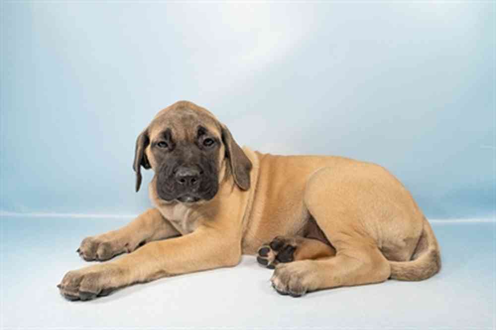 Female English Mastiff puppy named Elizabeth for sale at Petland Rogers.