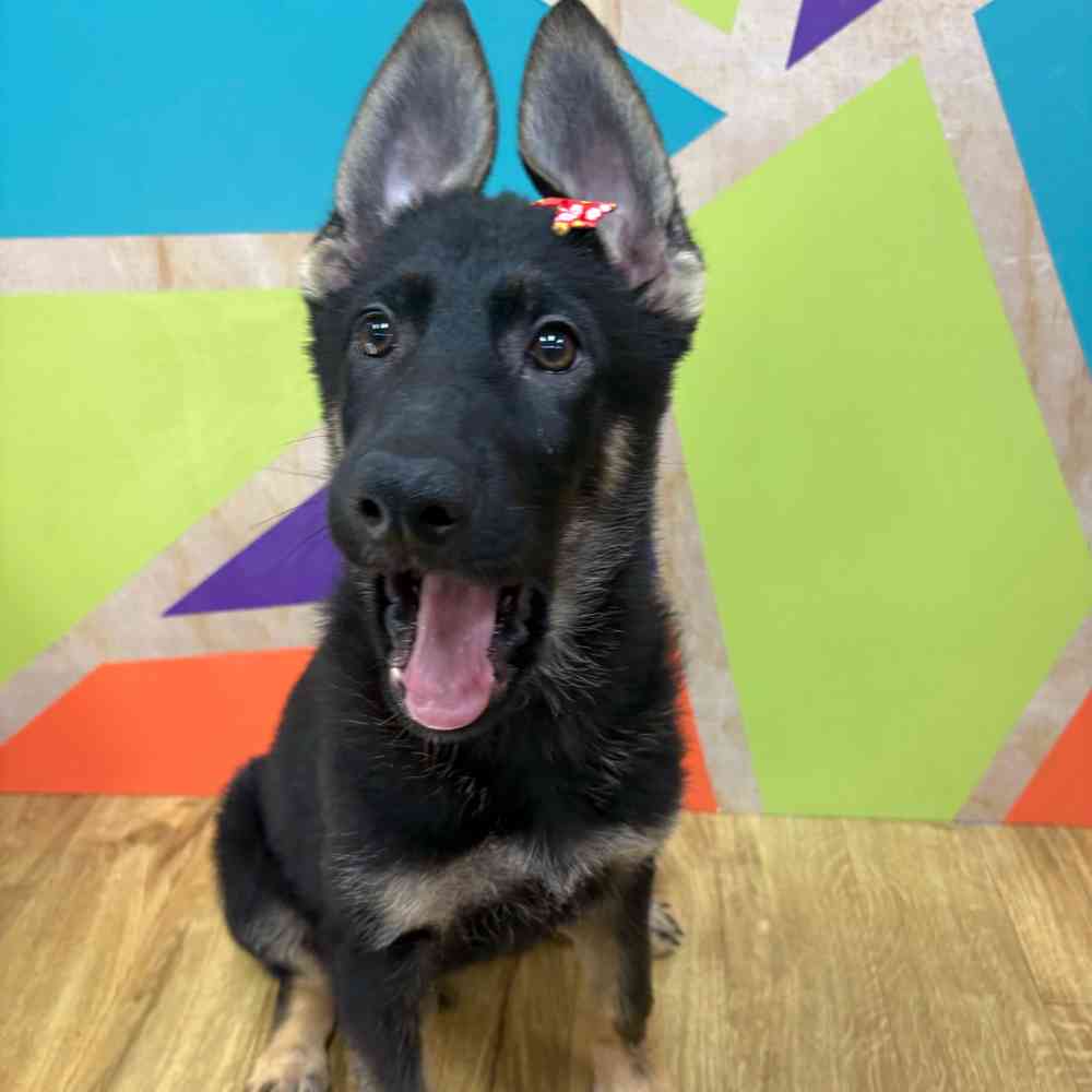 Female German Shepherd puppy named Genevive for sale at Petland Wichita West.