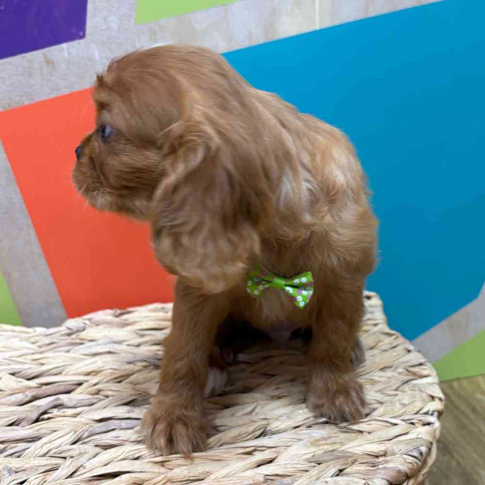 Male Cavalier King Charles Spaniel puppy named Reuben for sale at Petland Wichita West.