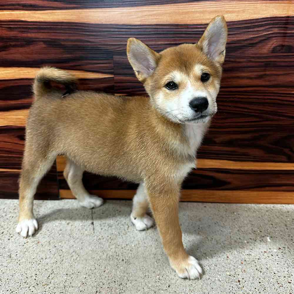 Male Shiba Inu puppy named Acron for sale at Petland Joplin.