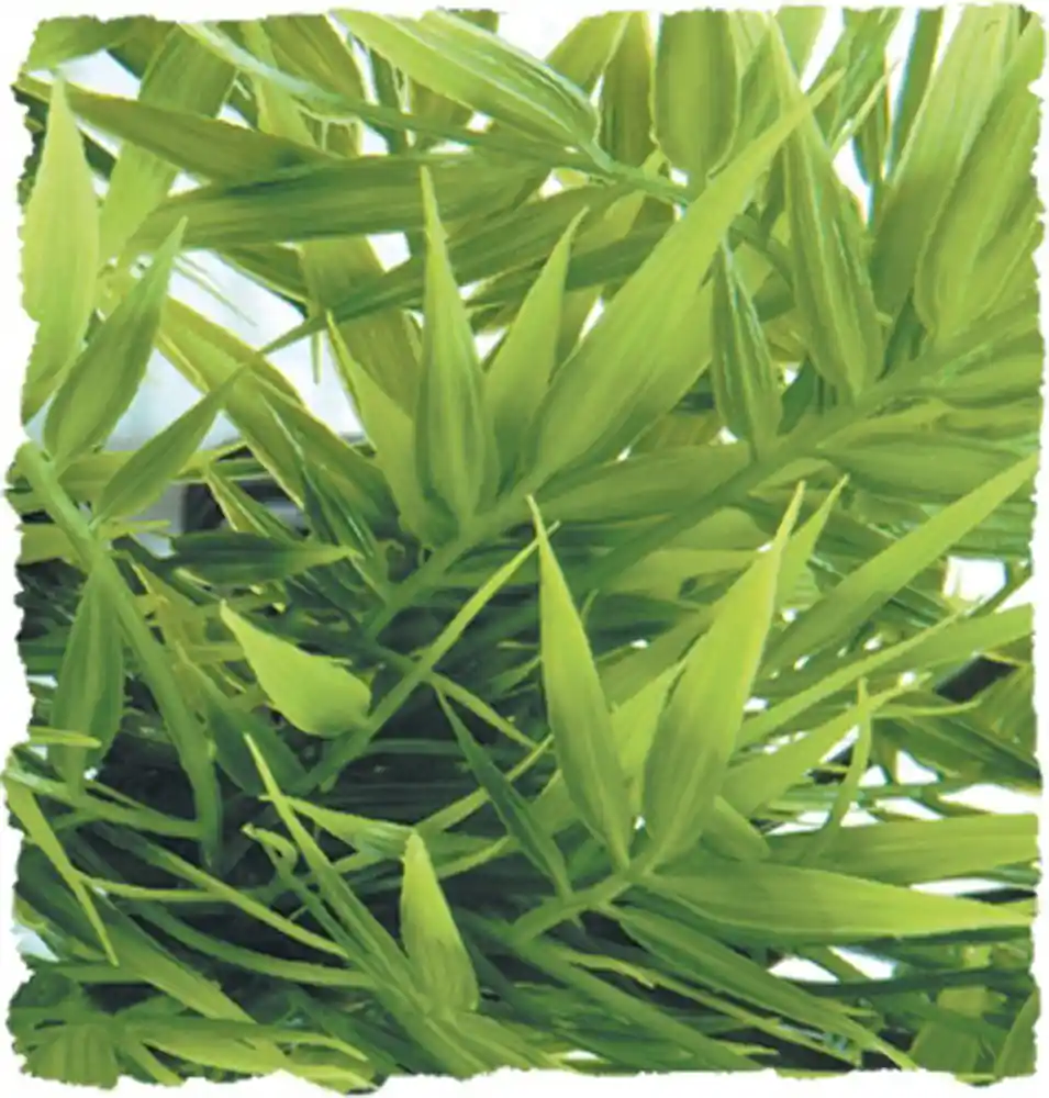 Natural Bush Madagas Bamboo Small