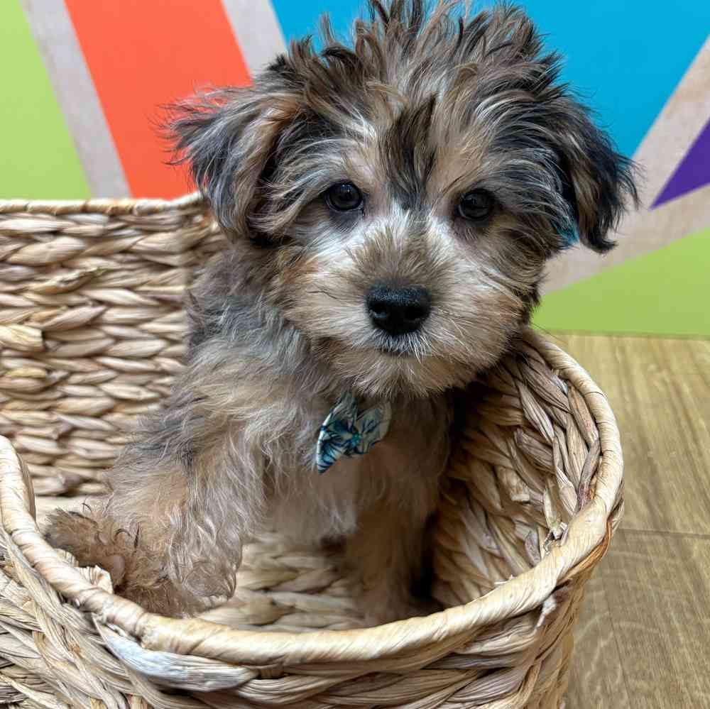 Male Yorkie puppy named Albert for sale at Petland Fayetteville.