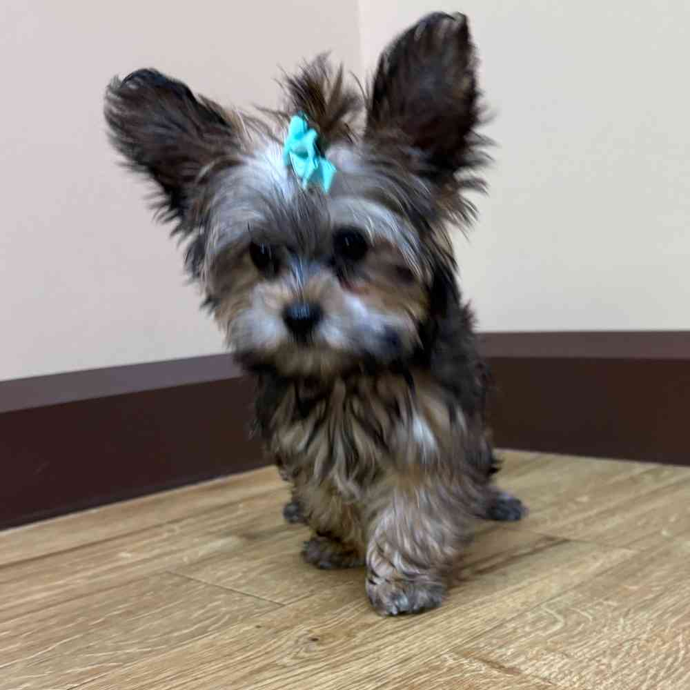 Male Yorkie puppy named Freddie for sale at Petland Wichita West.