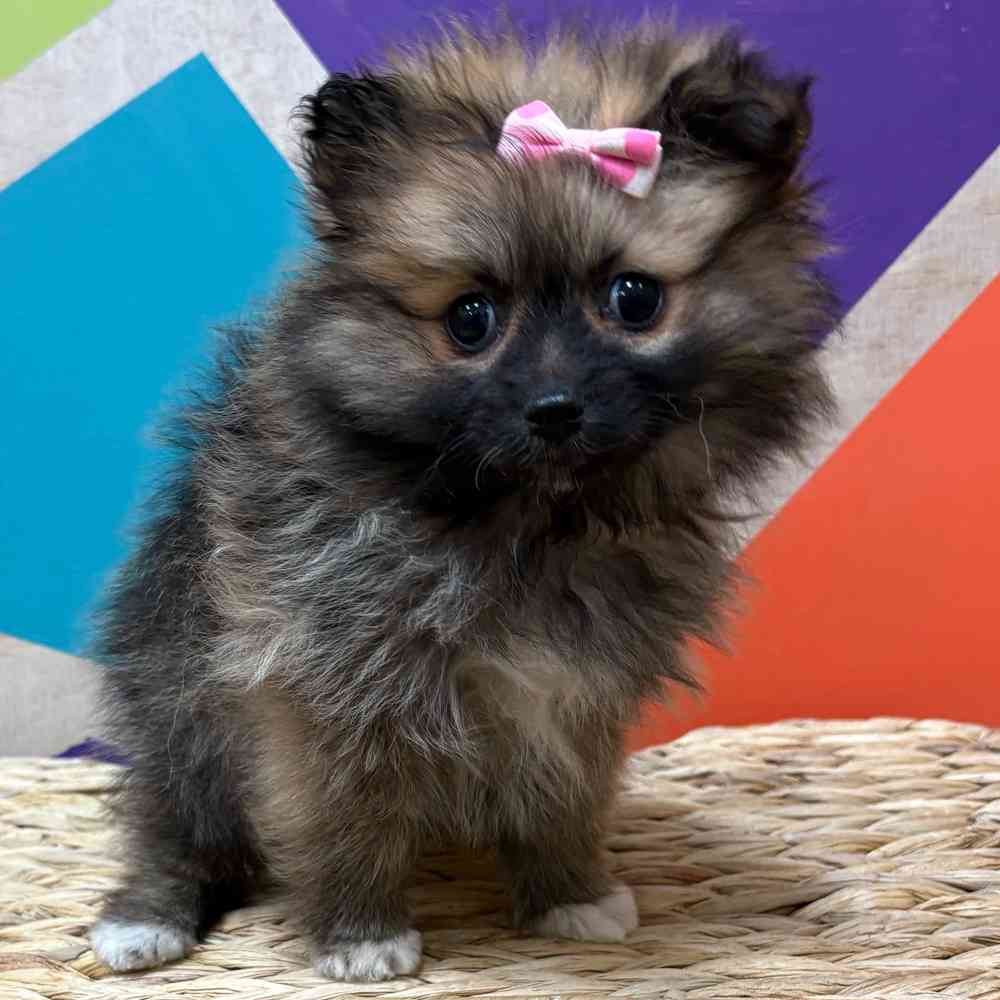 Female Pomeranian puppy named Winter for sale at Petland Wichita West.