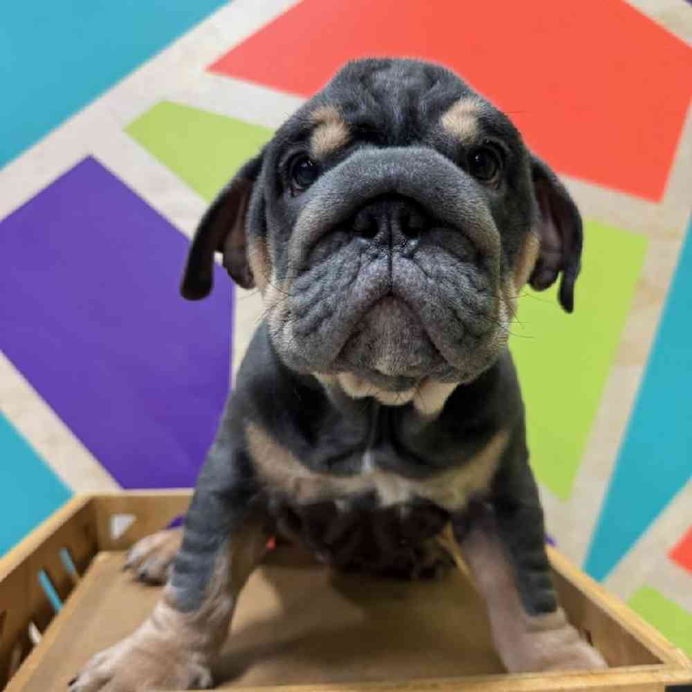 Male English Bulldog puppy named Bruce for sale at Petland Rogers.