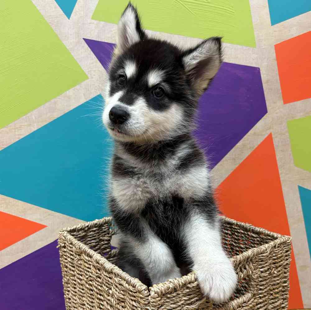 Male Alaskan Malamute puppy named Mowgly for sale at Petland Wichita West.