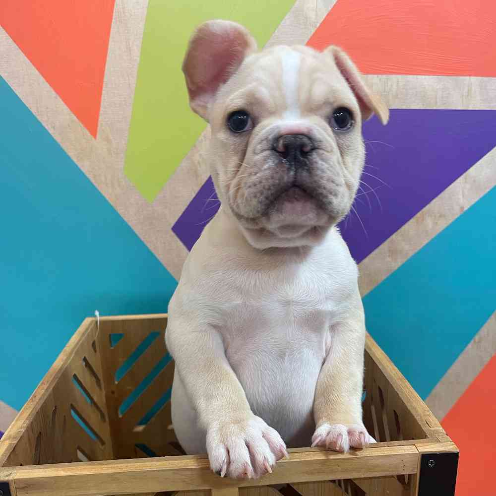 Male French Bulldog puppy named Chico for sale at Petland Joplin.