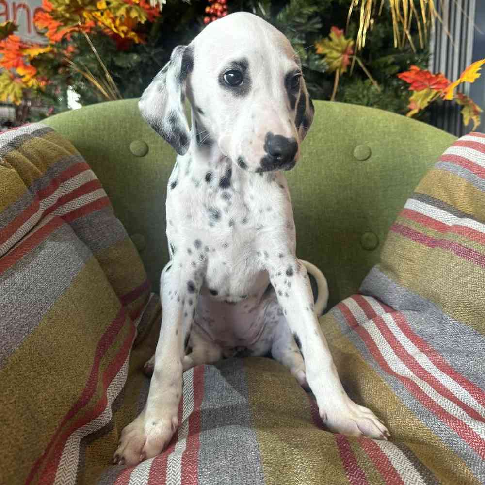 Female Dalmatian puppy named Purdy for sale at Petland Rogers.