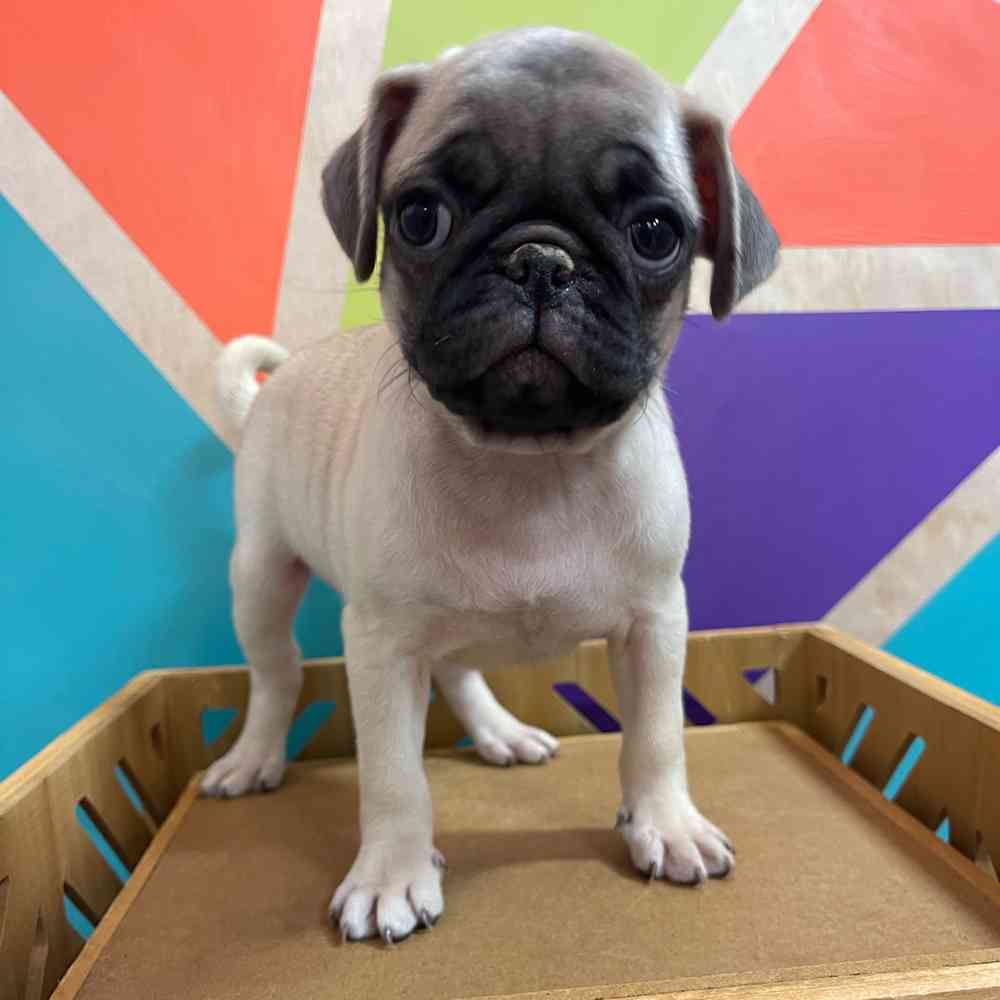 Female Pug puppy named Uma for sale at Petland Rogers.