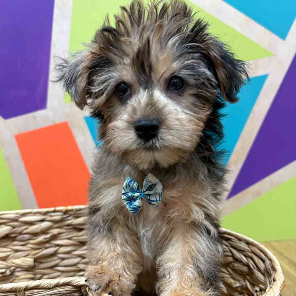 Male Yorkie puppy named Albert for sale at Petland Fayetteville.