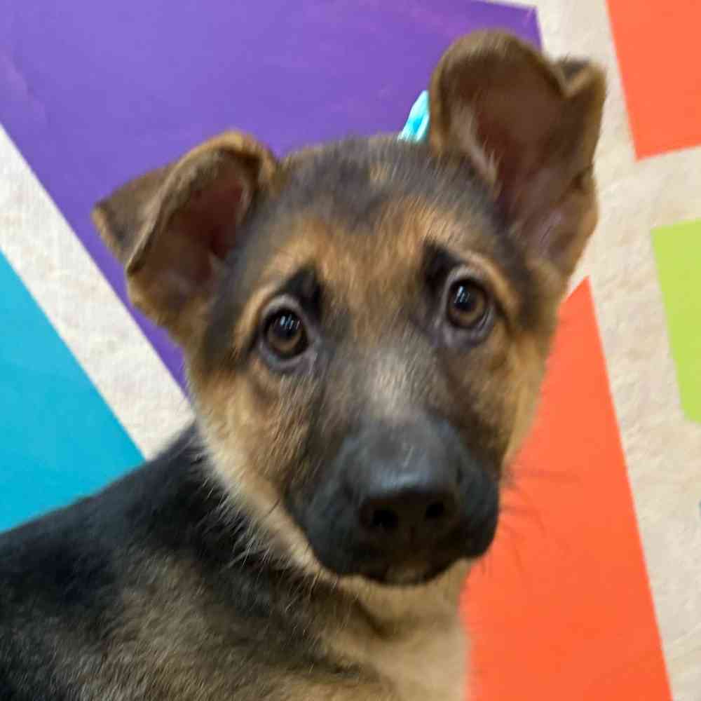 Female German Shepherd puppy named Kayda for sale at Petland Wichita West.