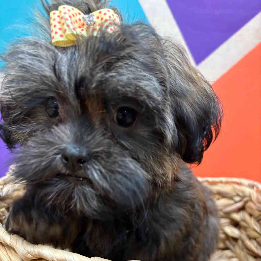 Female Malshi puppy named Bridgette for sale at Petland Wichita West.