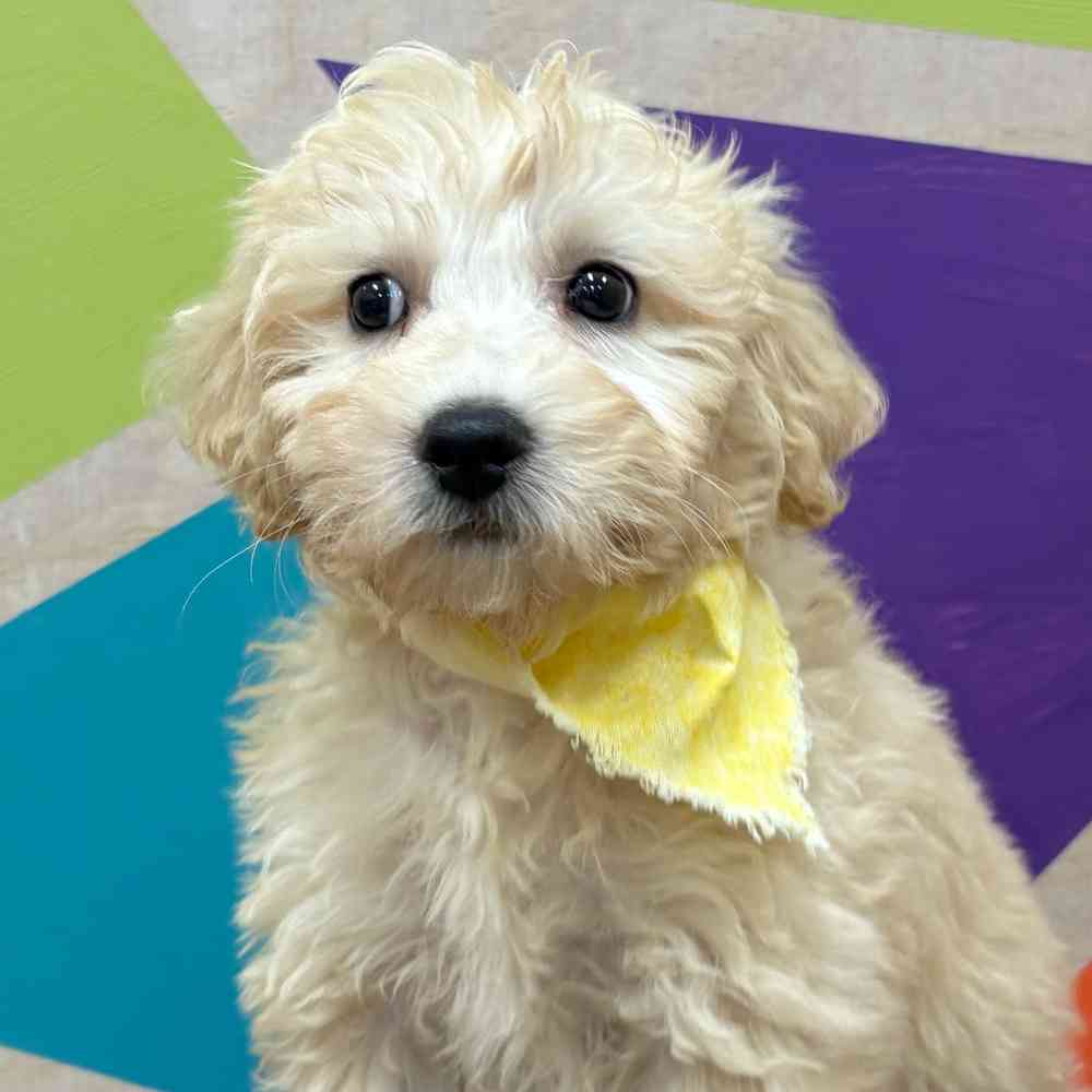 Male Bichonpoo puppy named Snowflake for sale at Petland Wichita West.