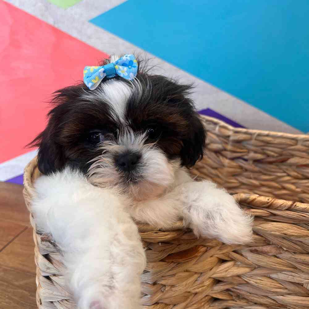 Female Shih Tzu puppy named Daphne for sale at Petland Wichita West.
