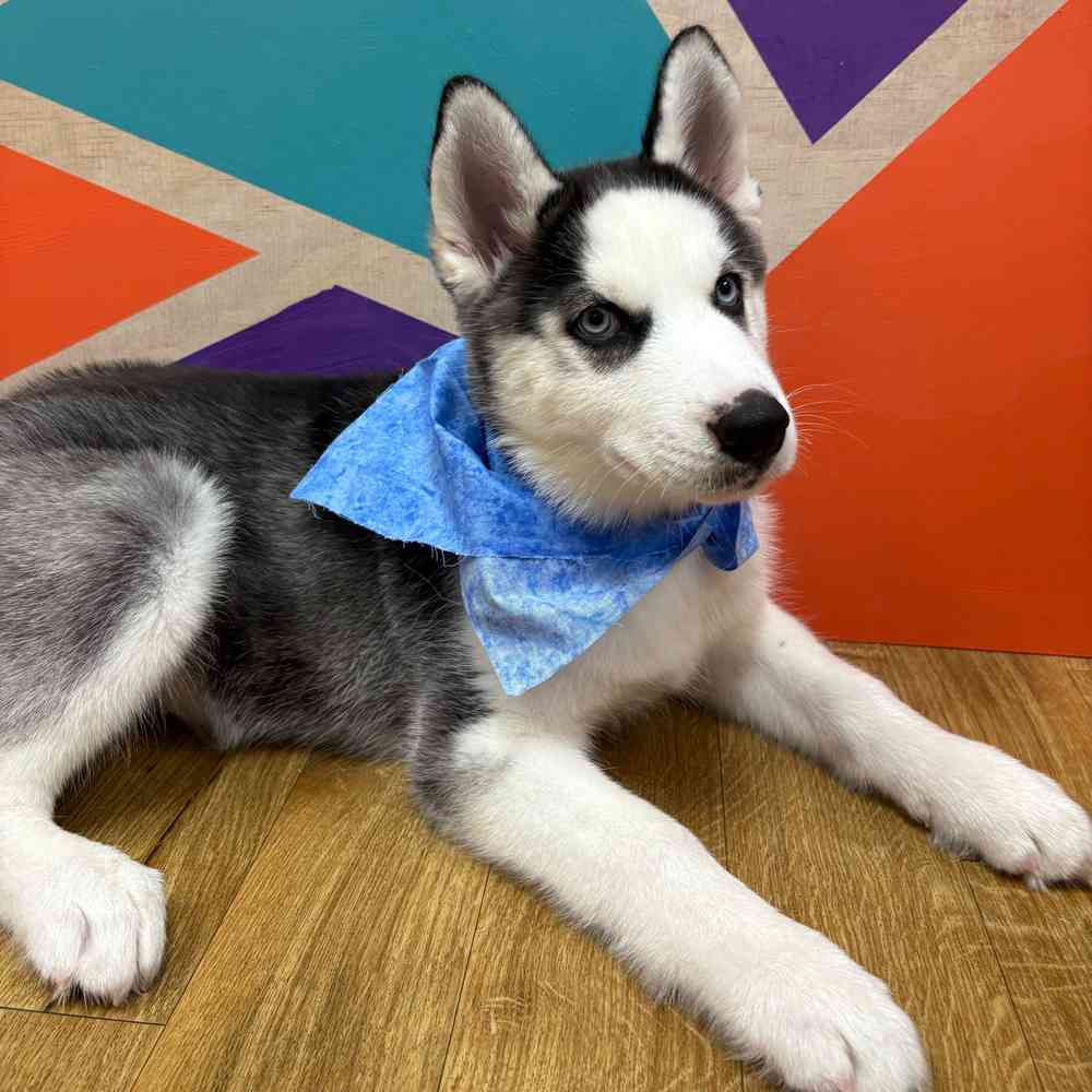 Male Siberian Husky puppy named Pickles for sale at Petland Wichita West.