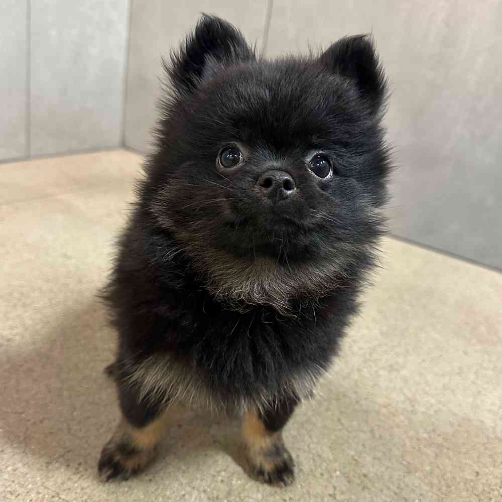 Male Pomeranian puppy named Bear for sale at Petland Joplin.