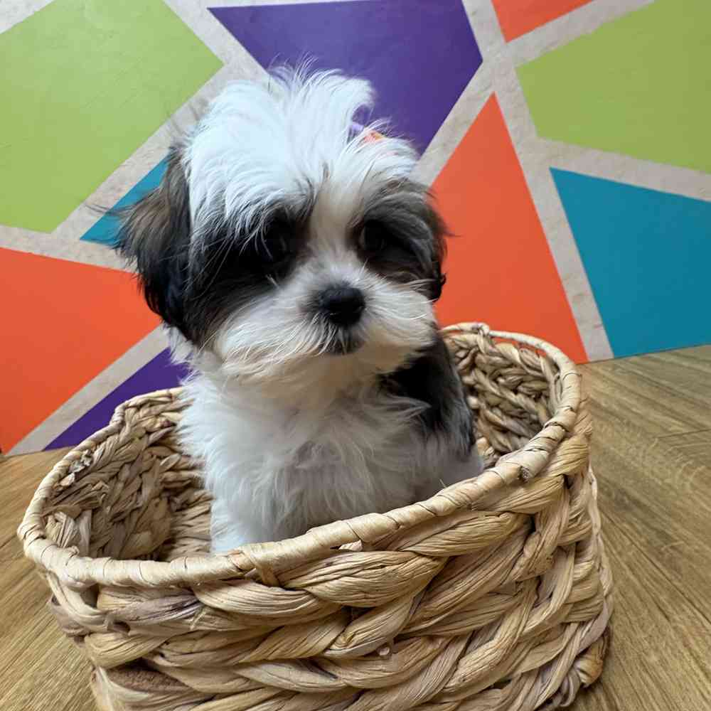 Female Malshi puppy named Fiona for sale at Petland Wichita West.
