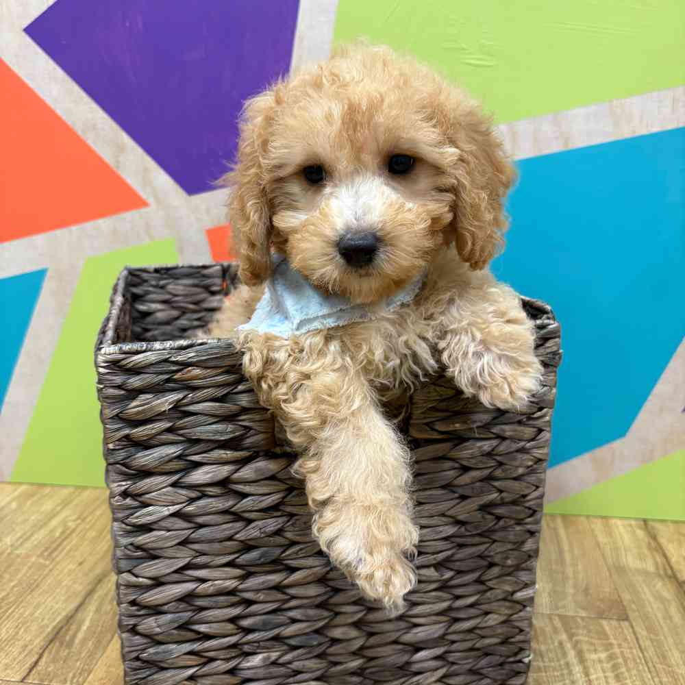Male Bichonpoo puppy named Moses for sale at Petland Wichita West.
