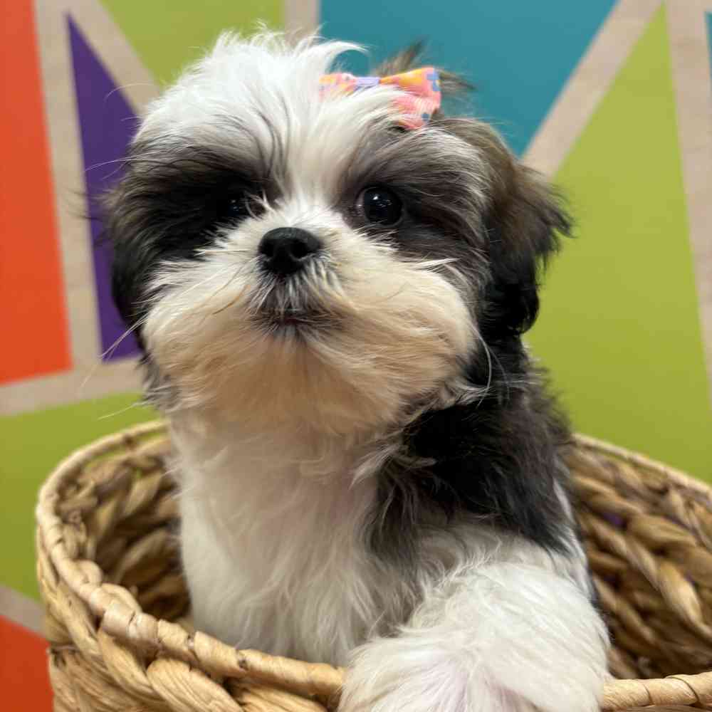 Female Malshi puppy named Fiona for sale at Petland Wichita West.