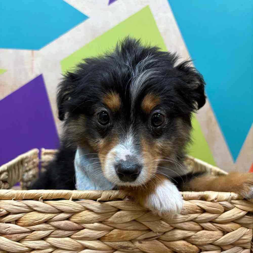 Male Mini Aussie puppy named Jack for sale at Petland Wichita West.