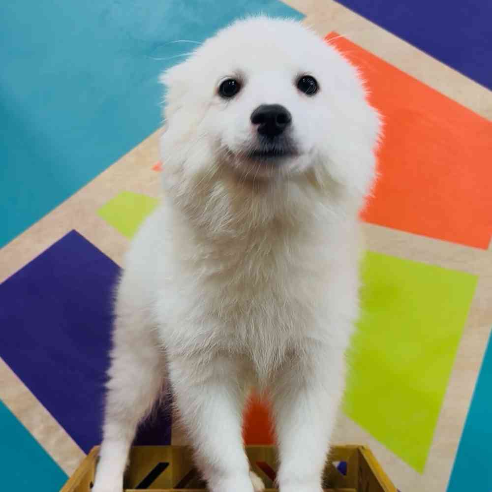 Male American Eskimo puppy named West for sale at Petland Joplin.