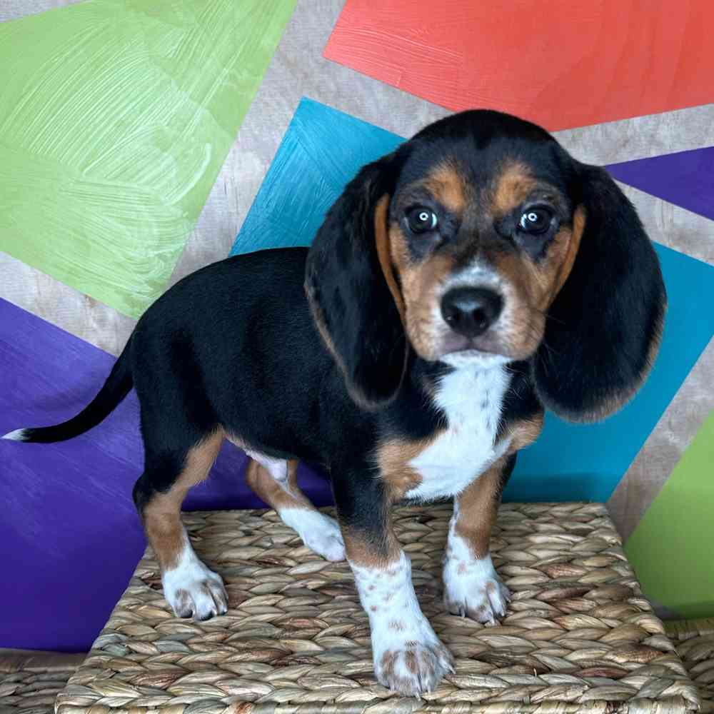 Male Beagle puppy named Sox for sale at Petland Rogers.