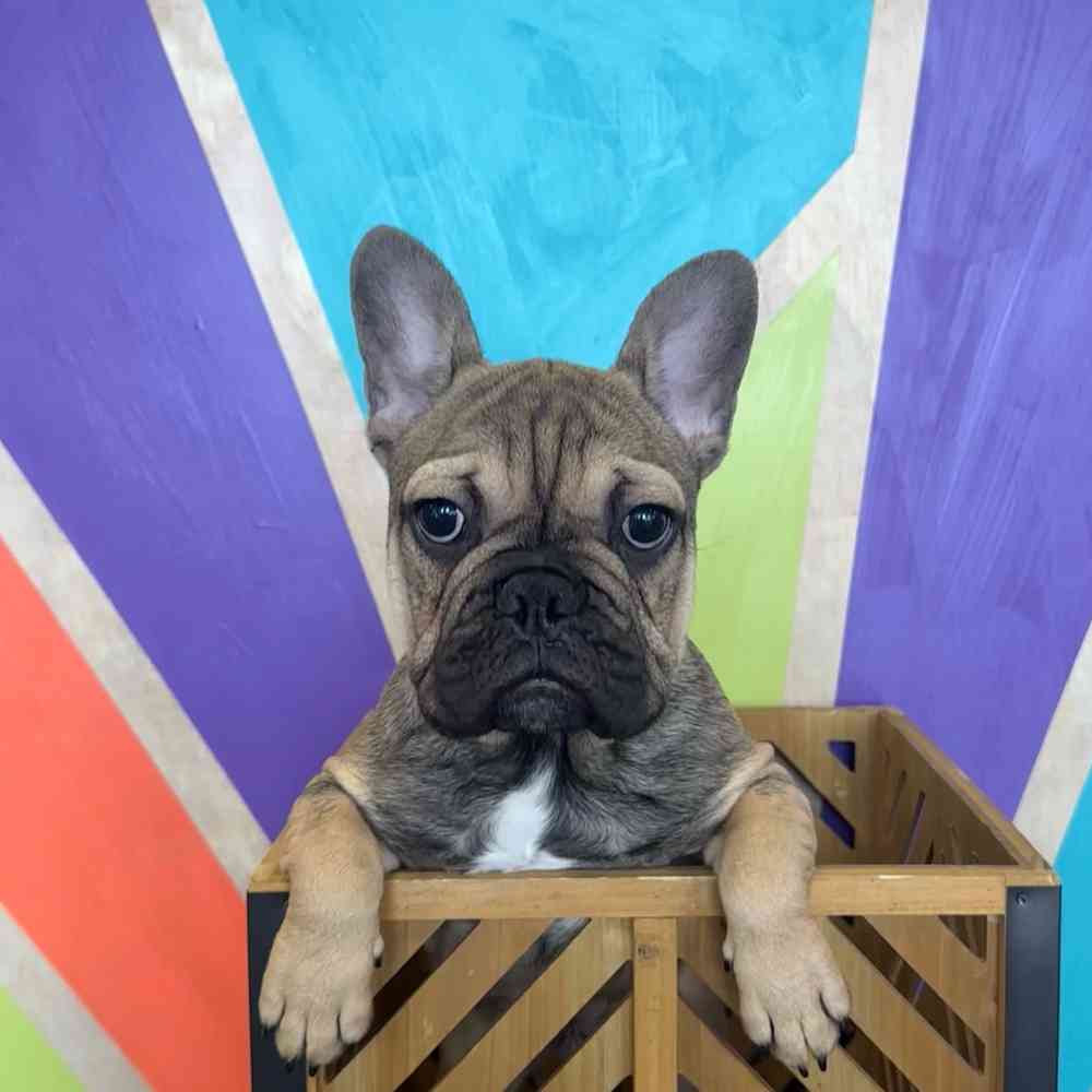 Male French Bulldog puppy named Rudy for sale at Petland Fayetteville.