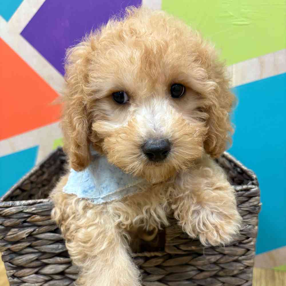 Male Bichonpoo puppy named Moses for sale at Petland Wichita West.