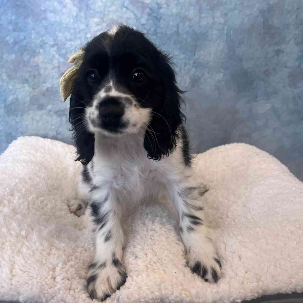 Female Cocker Spaniel puppy named Riley for sale at Petland Wichita West.