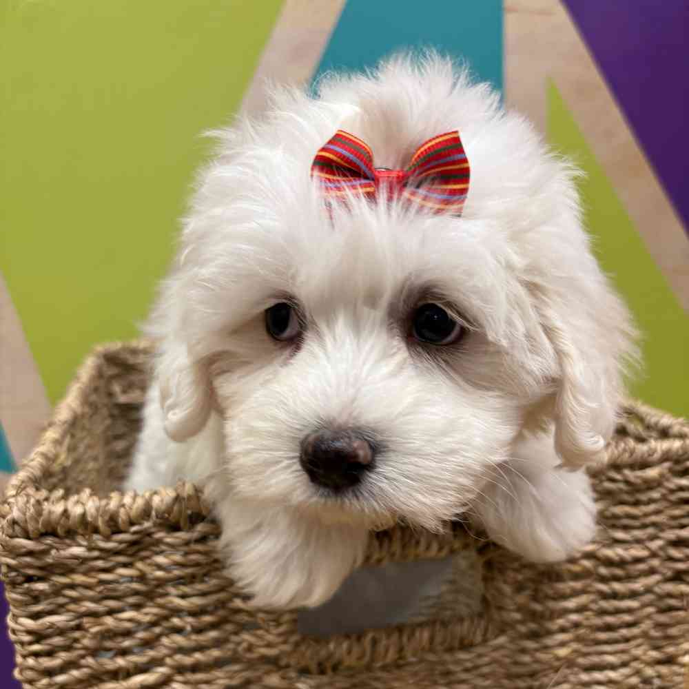 Female Cotonmese puppy named Iris for sale at Petland Wichita West.