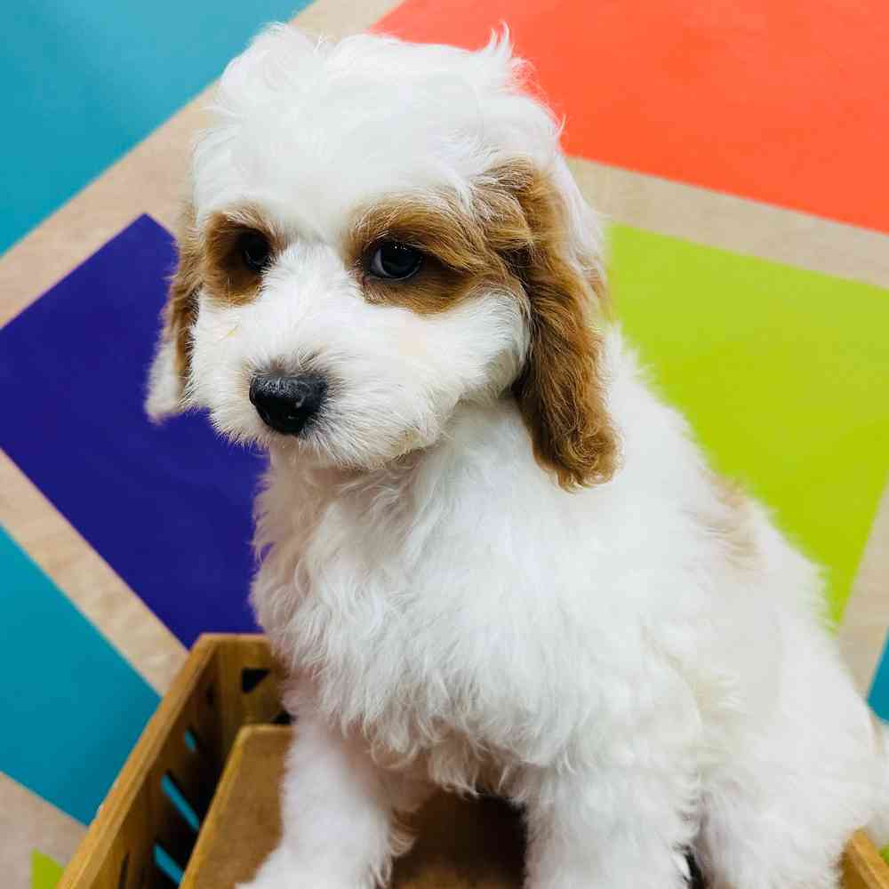 Male Cavapoo puppy named Bandit for sale at Petland Joplin.